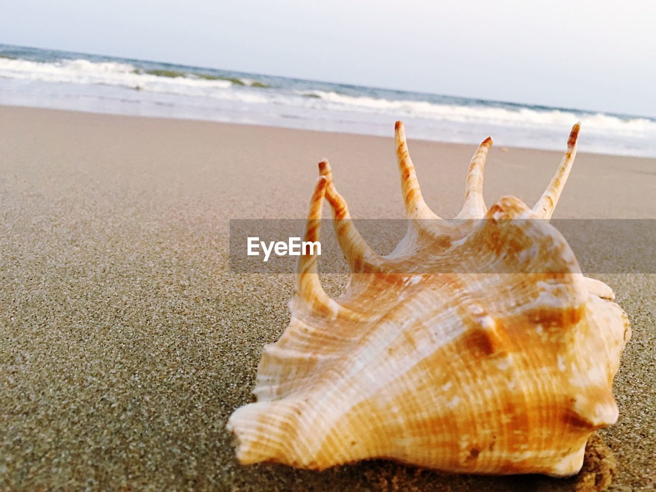 Close-up of conch shell on shore at beach against sky