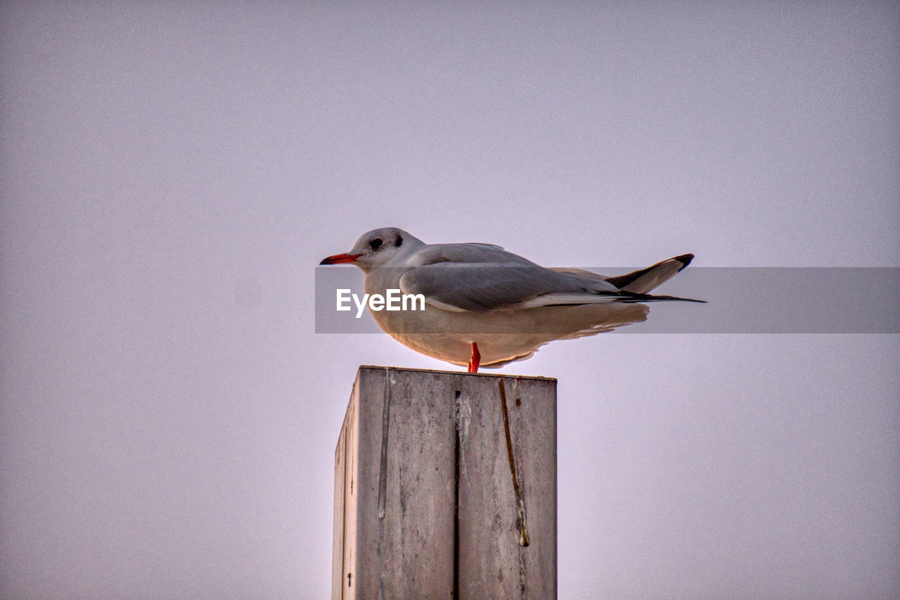 Seagull perching on wooden post