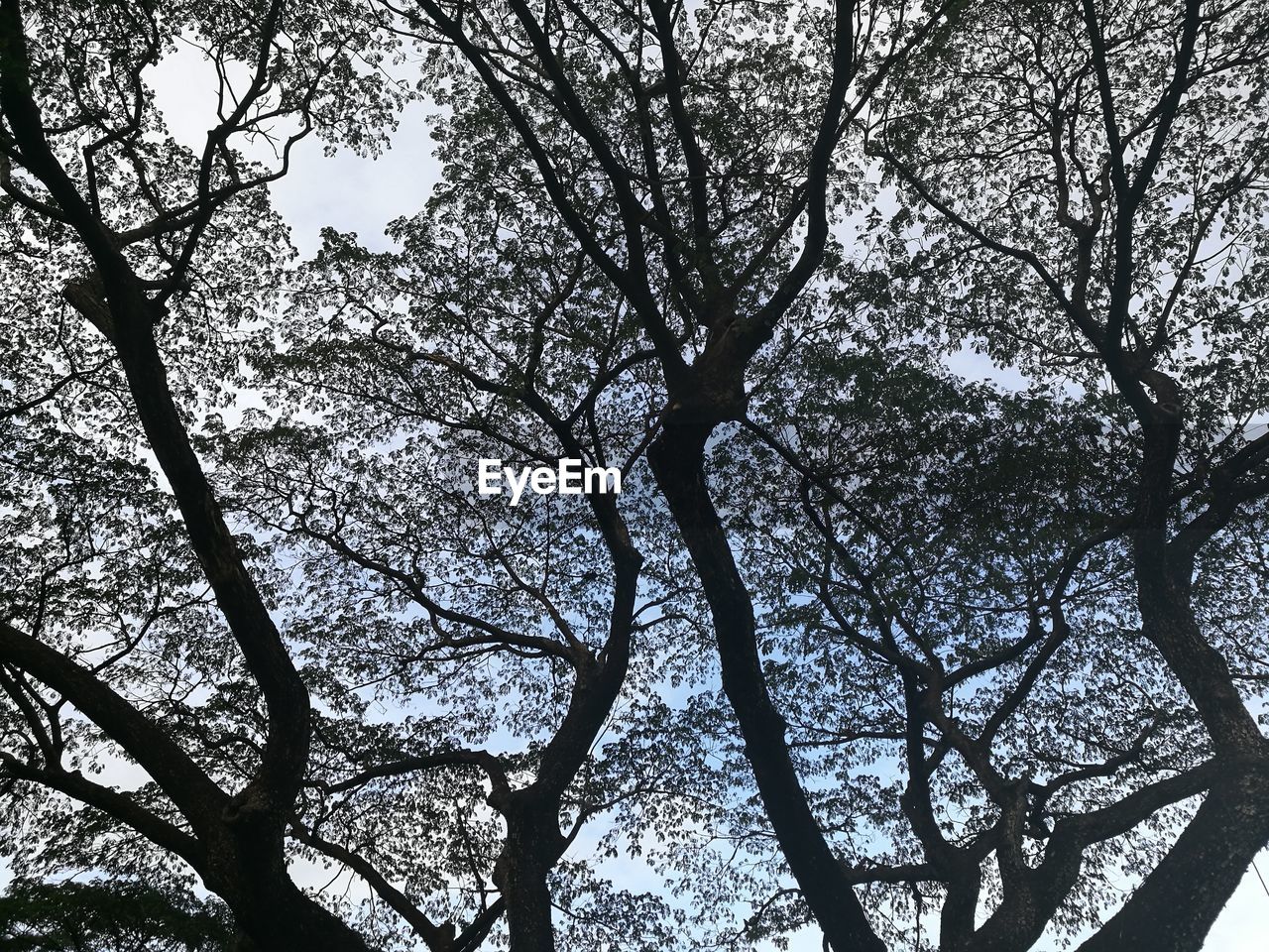 CLOSE-UP LOW ANGLE VIEW OF TREES AGAINST SKY