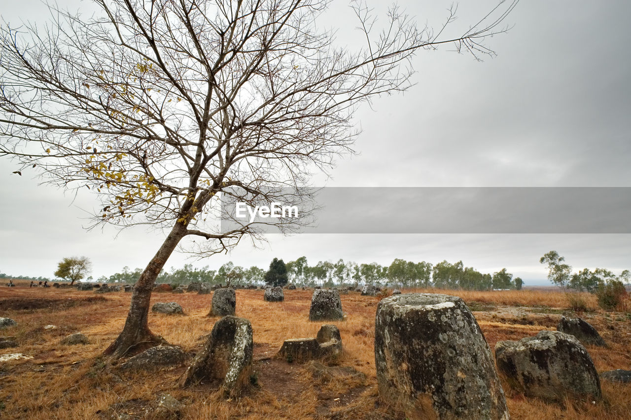 Bare tree on landscape against sky