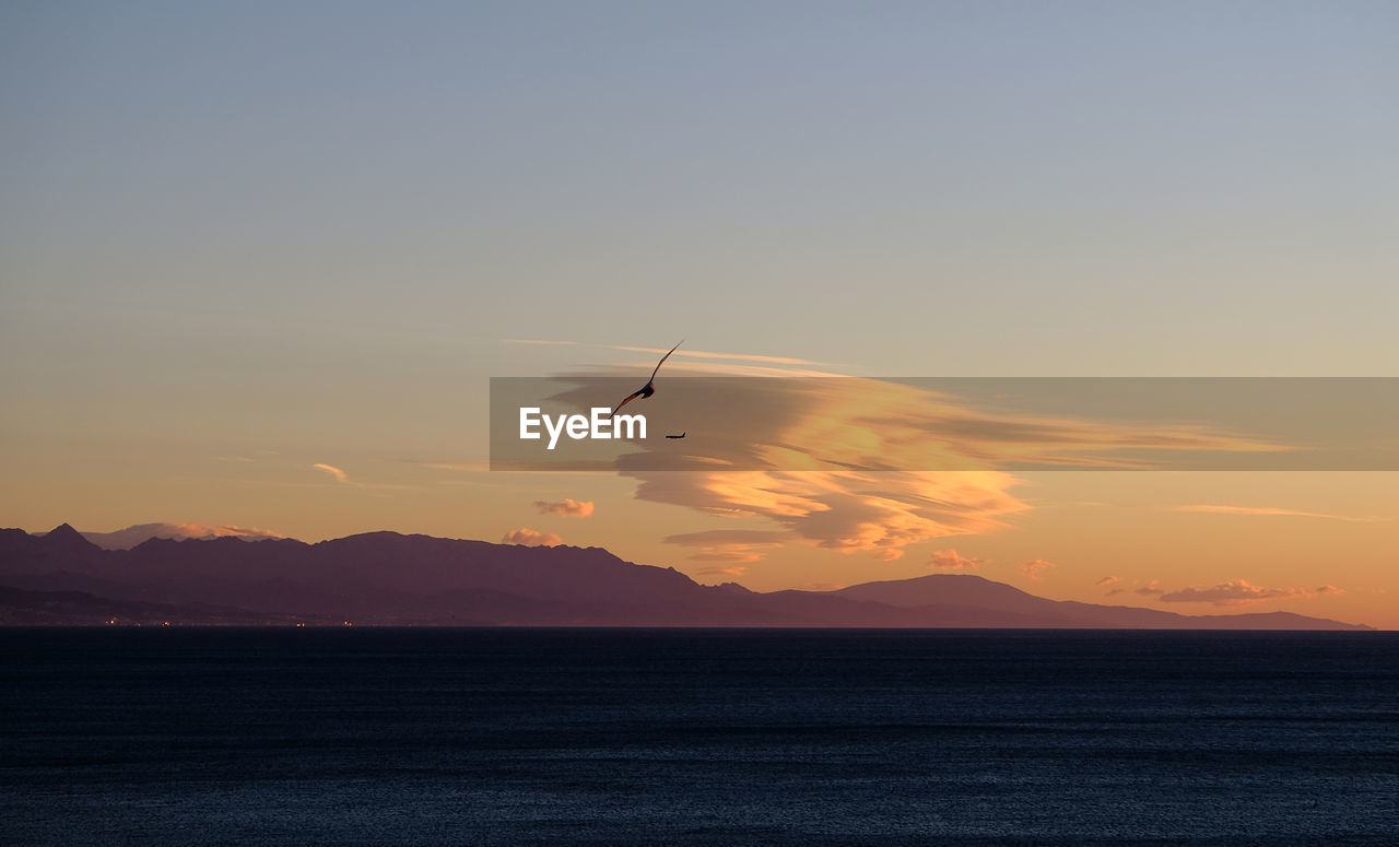 BIRD FLYING OVER SEA AGAINST SKY AT SUNSET