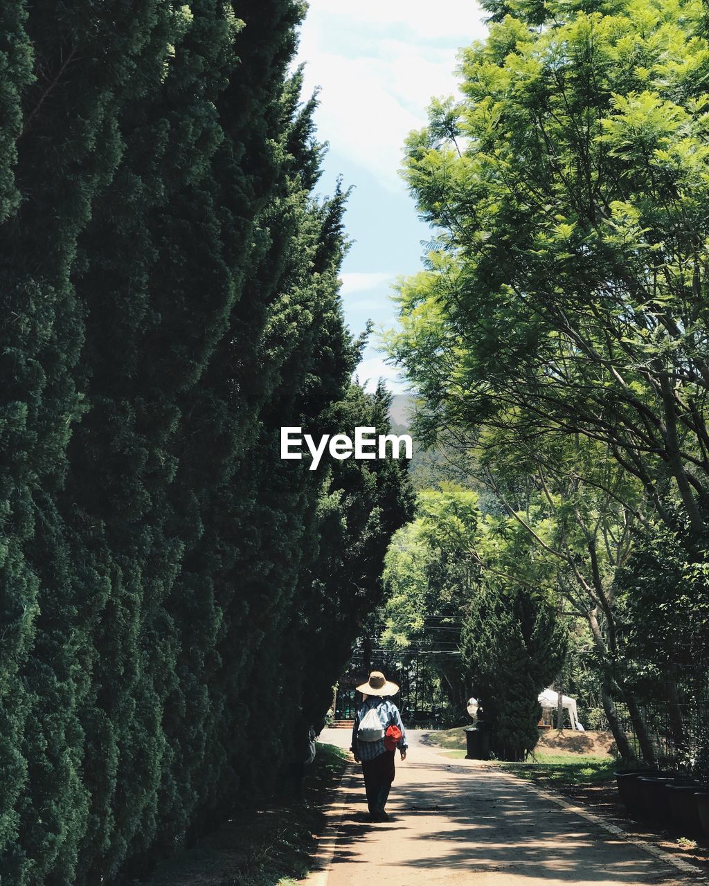 tree, plant, nature, the way forward, transportation, growth, rear view, day, green, road, men, walking, footpath, leisure activity, lifestyles, full length, outdoors, adult, women, beauty in nature, sunlight, travel, one person, leaf, forest, mode of transportation, sky, street