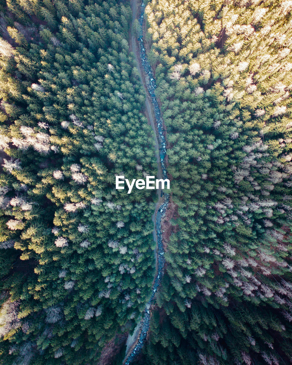 Moody forest with river from above, drone photography