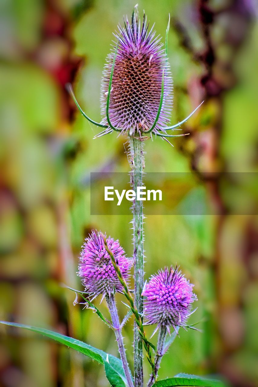 CLOSE-UP OF FRESH PURPLE THISTLE FLOWERS