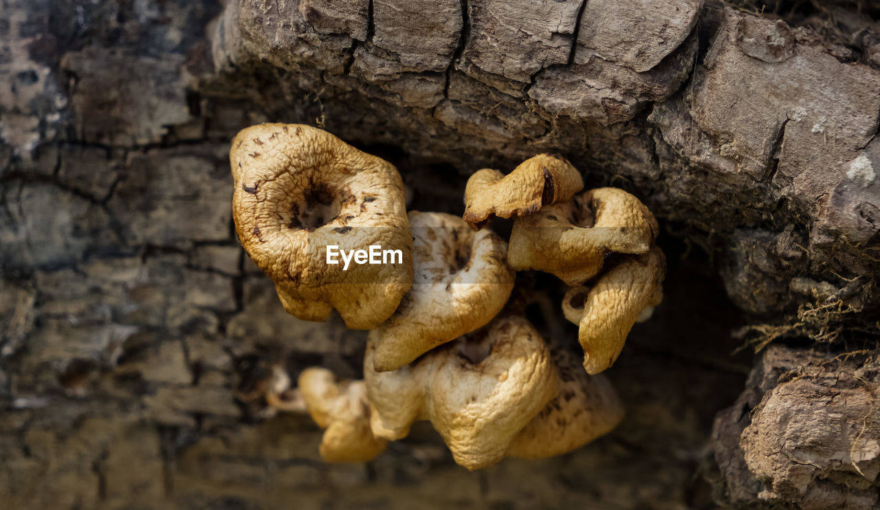 Close-up of mushrooms on dry wood
