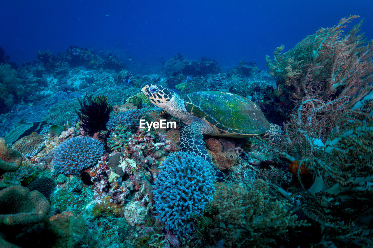 Fish swimming in sea