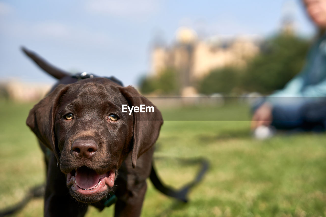 Close-up portrait of dog on field