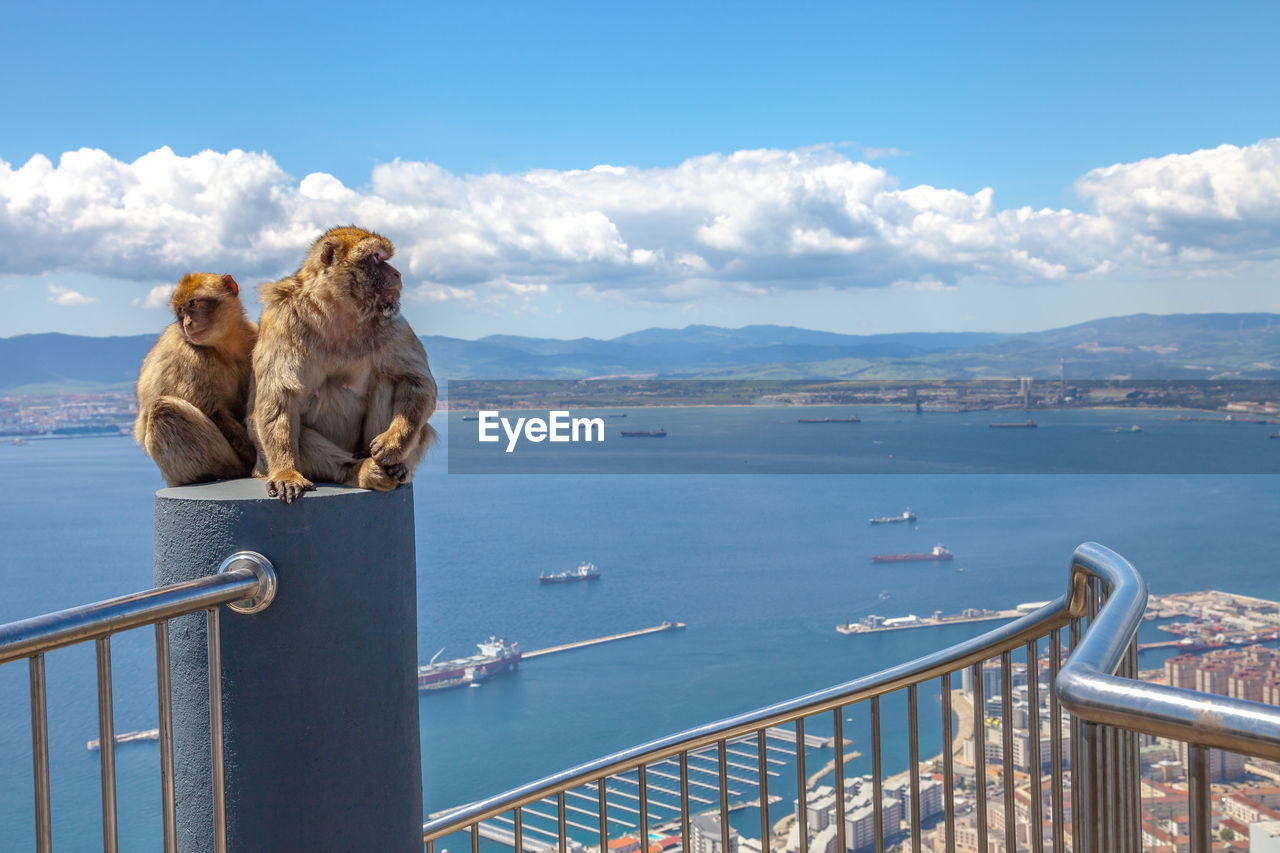 Close-up of monkeys on retaining wall by sea