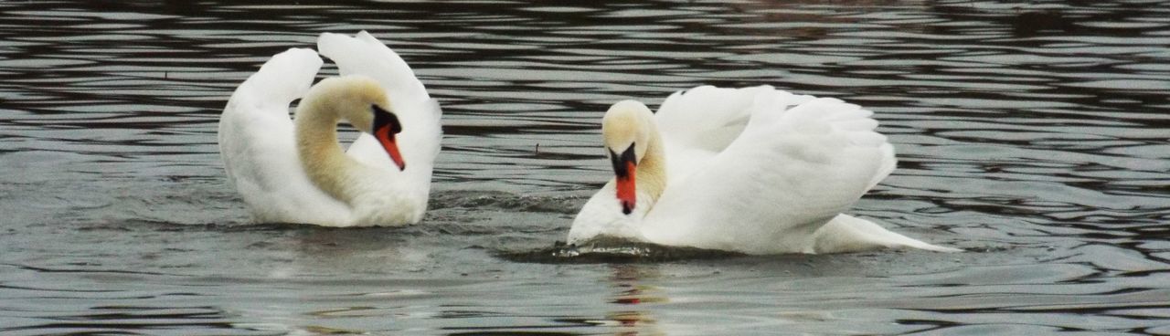 Panoramic view of swans swimming in lake