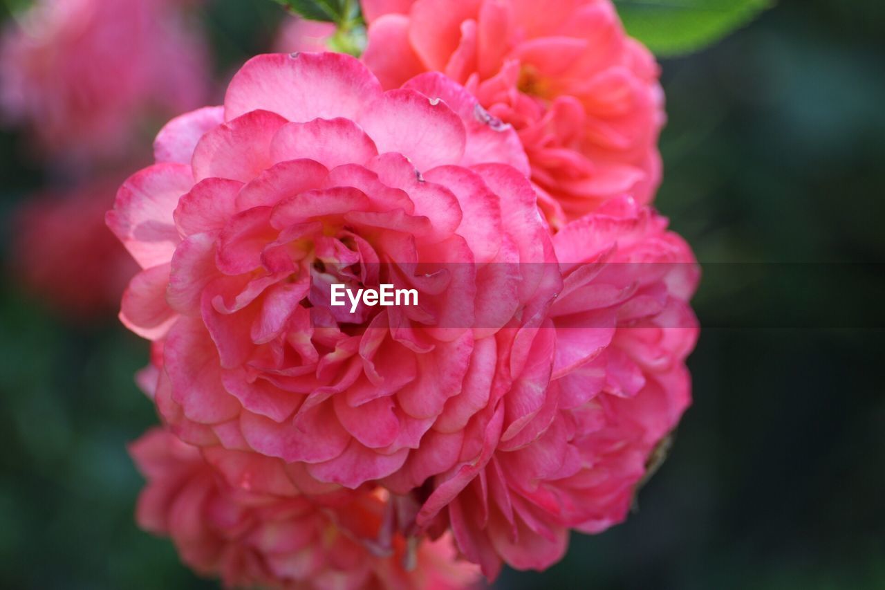 Close-up of pink rose flower