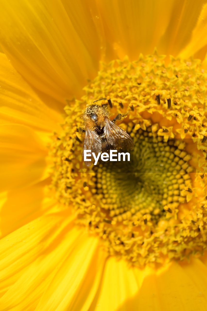 Close-up of honey bee on sunflower