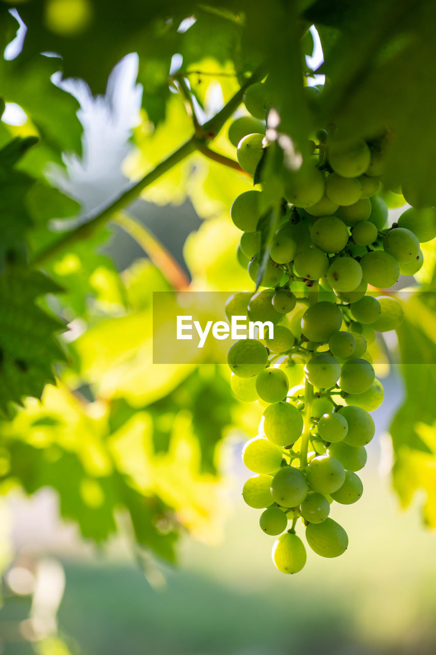 Close-up of fruit growing on tree green grapes