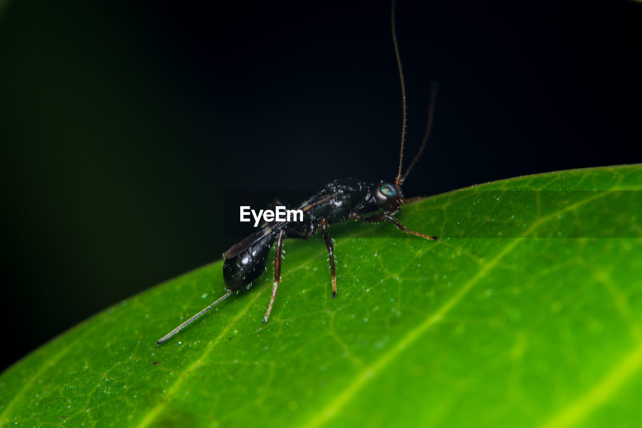 CLOSE-UP OF INSECT ON PLANT