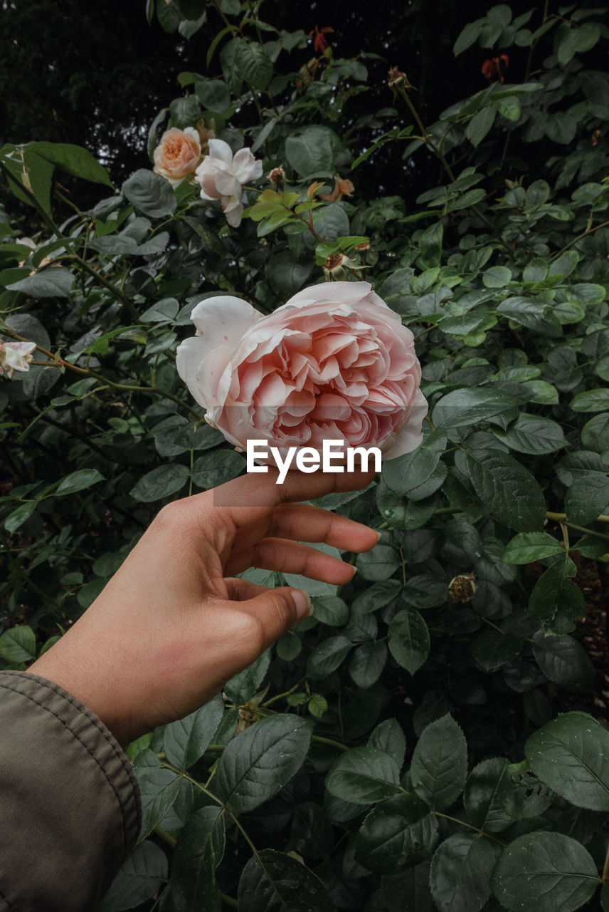 Cropped hand of person touching flower