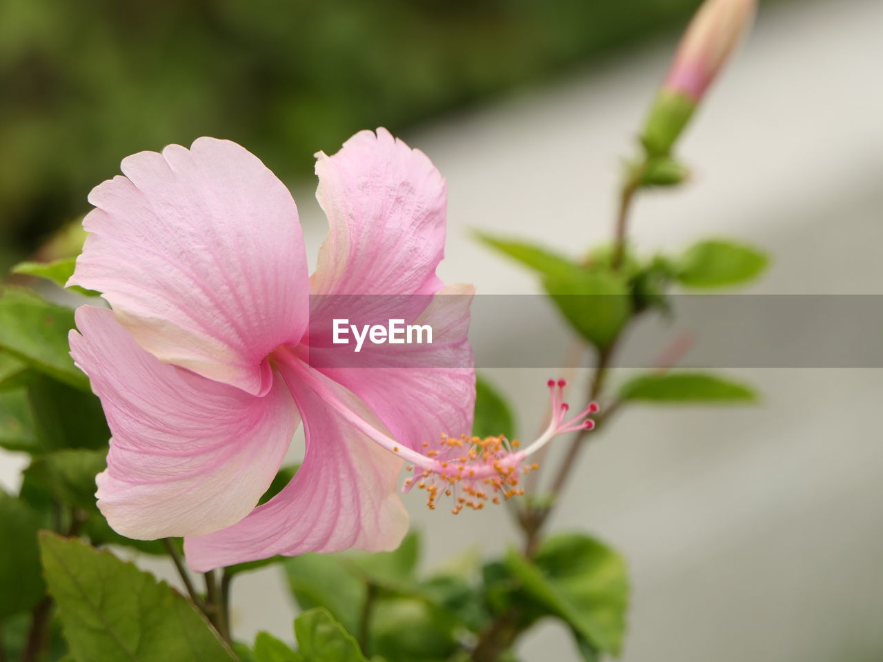 CLOSE-UP OF PINK FLOWERING PLANTS