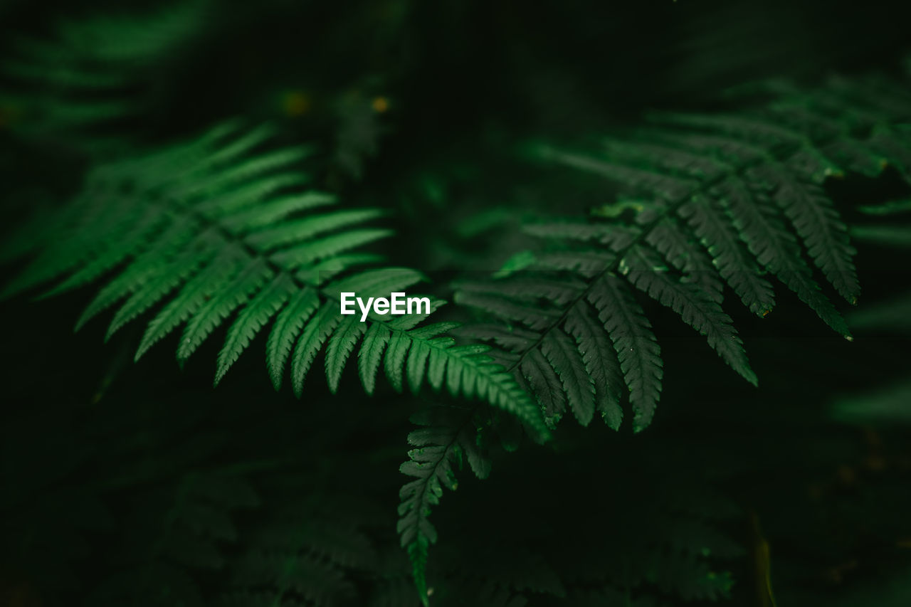 Ferns in laurel forest on spanish island tenerife