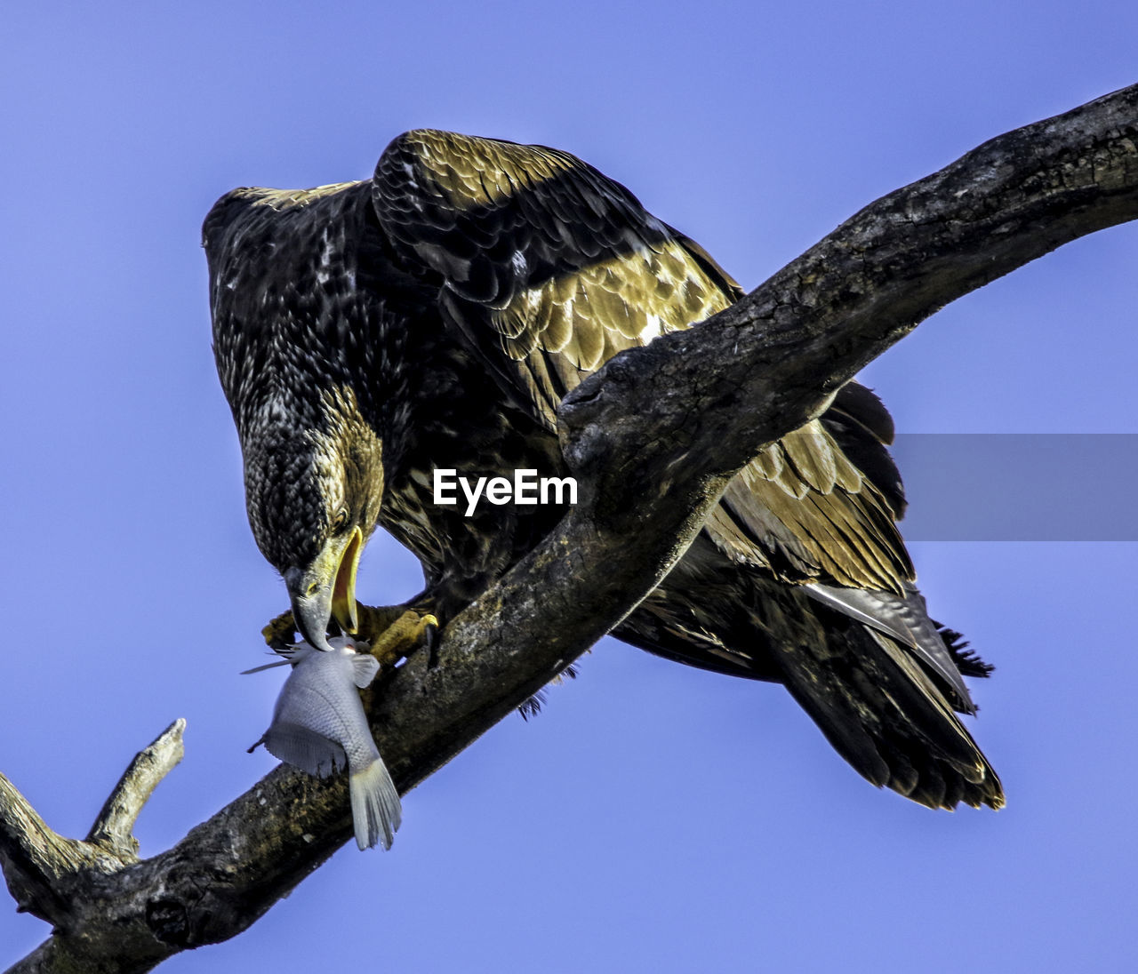 LOW ANGLE VIEW OF EAGLE PERCHING ON TREE