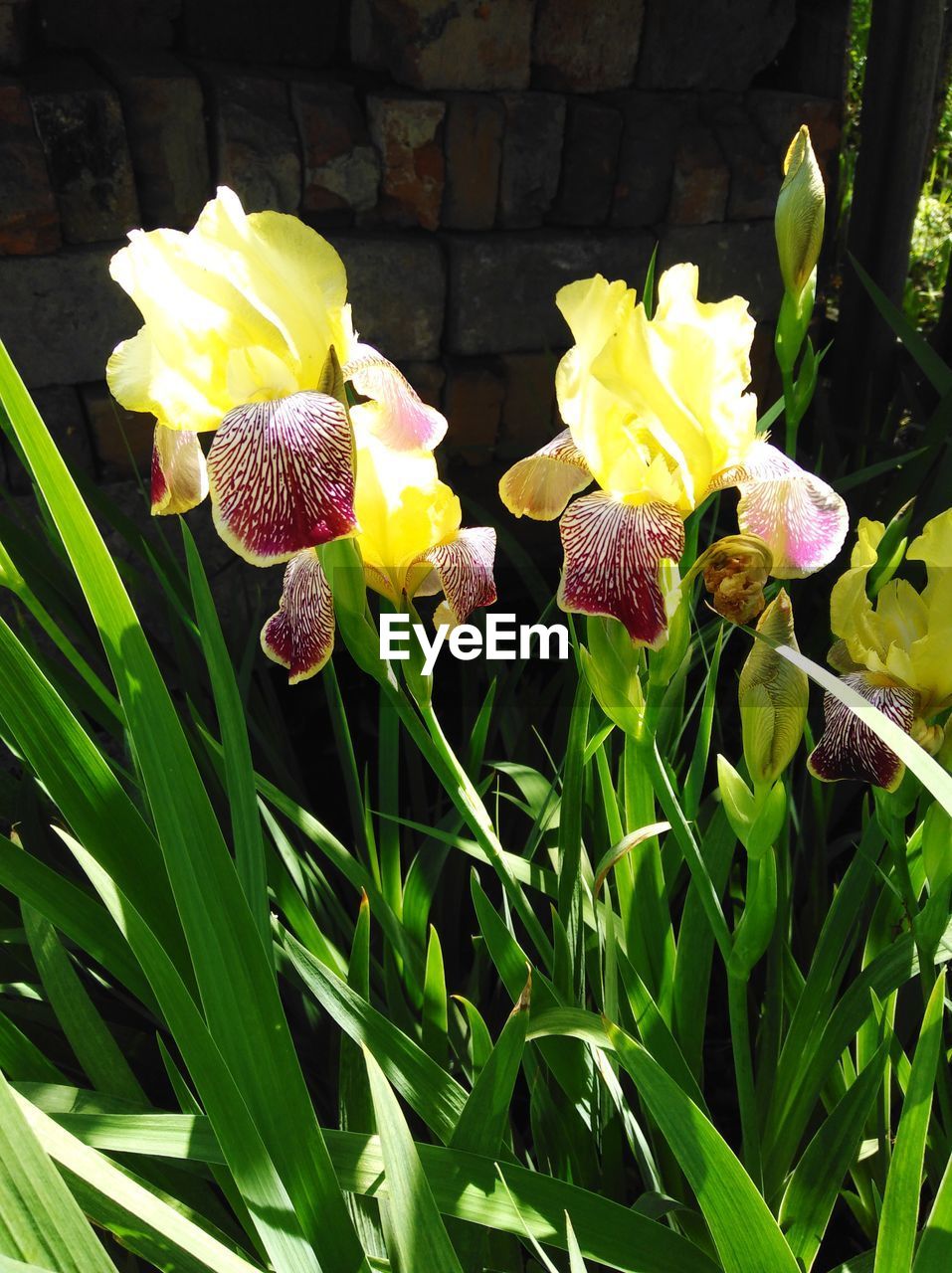 CLOSE-UP OF YELLOW FLOWERS BLOOMING