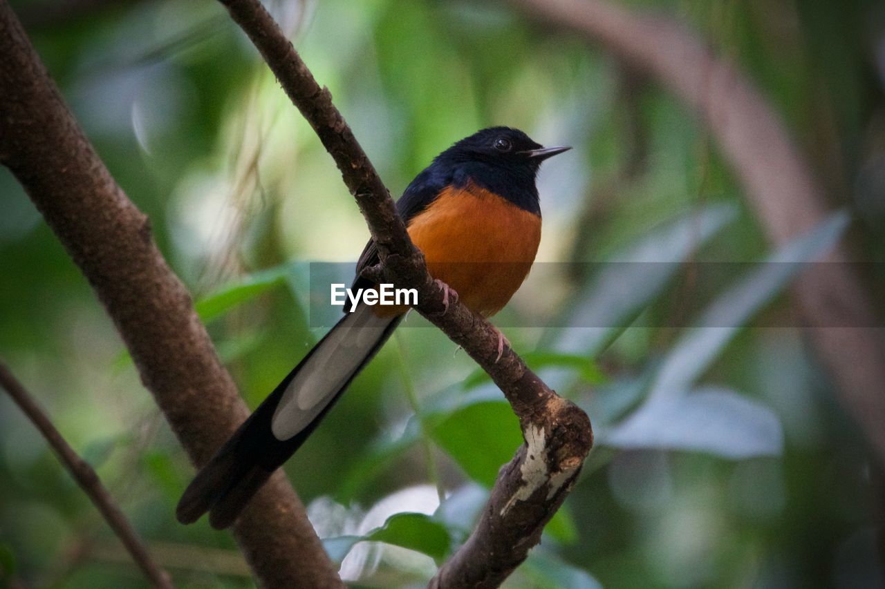 animal wildlife, animal themes, animal, bird, wildlife, tree, nature, one animal, beak, perching, plant, branch, beauty in nature, tropical climate, tropical bird, rainforest, forest, environment, no people, outdoors, land, robin, close-up, multi colored, tourism, wilderness