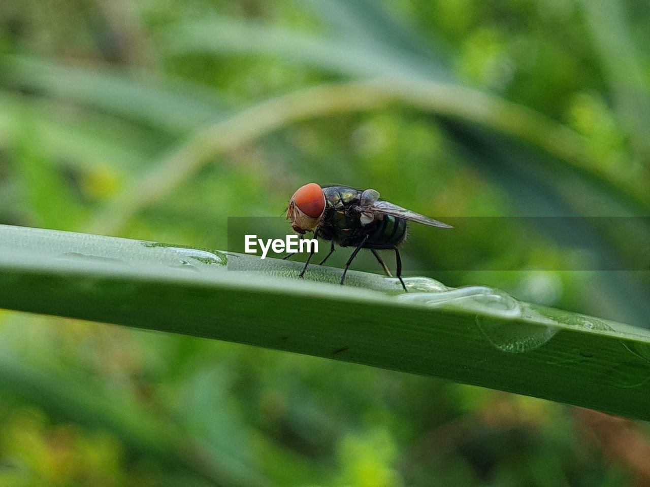 CLOSE-UP OF HOUSEFLY