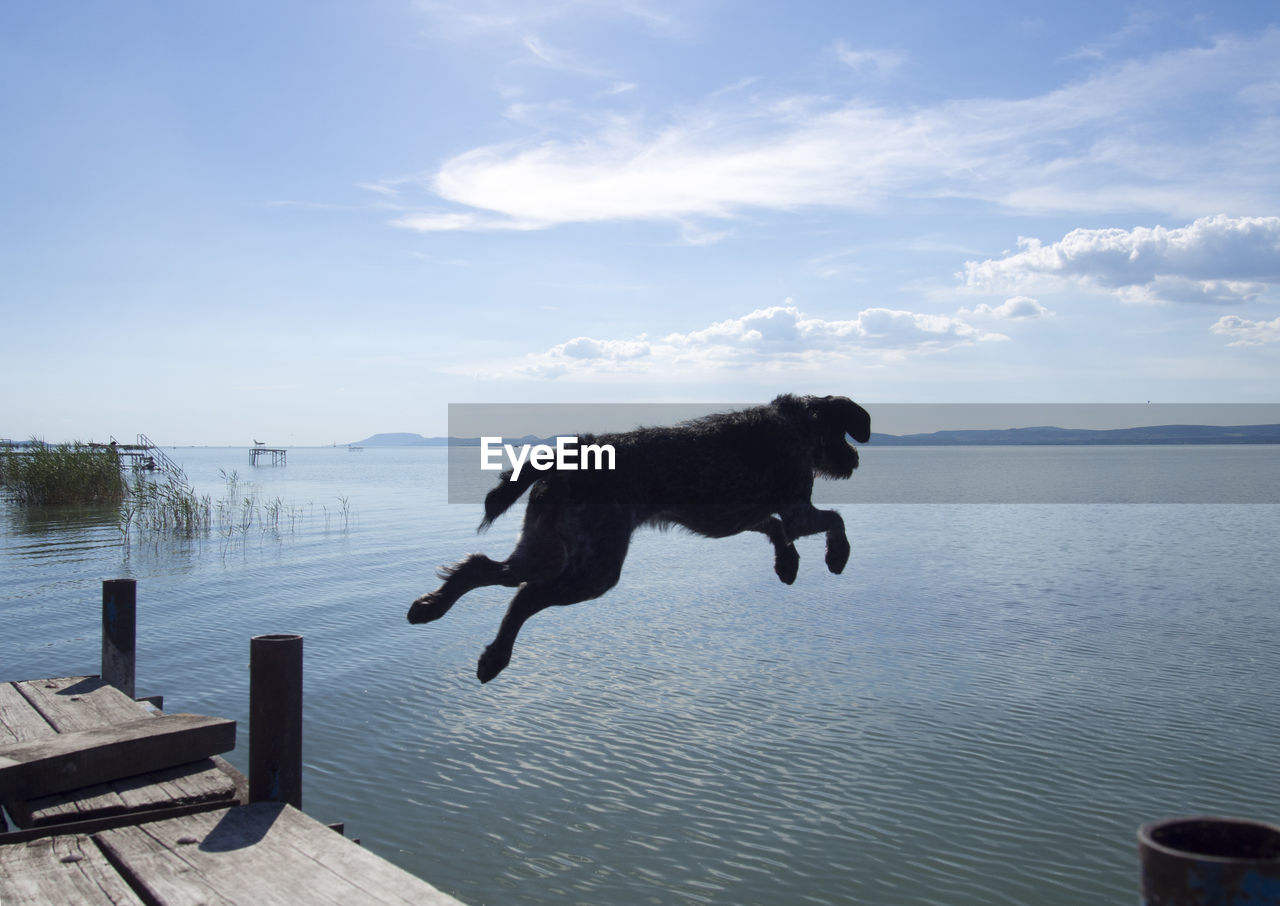 Dog jumping in lake against sky