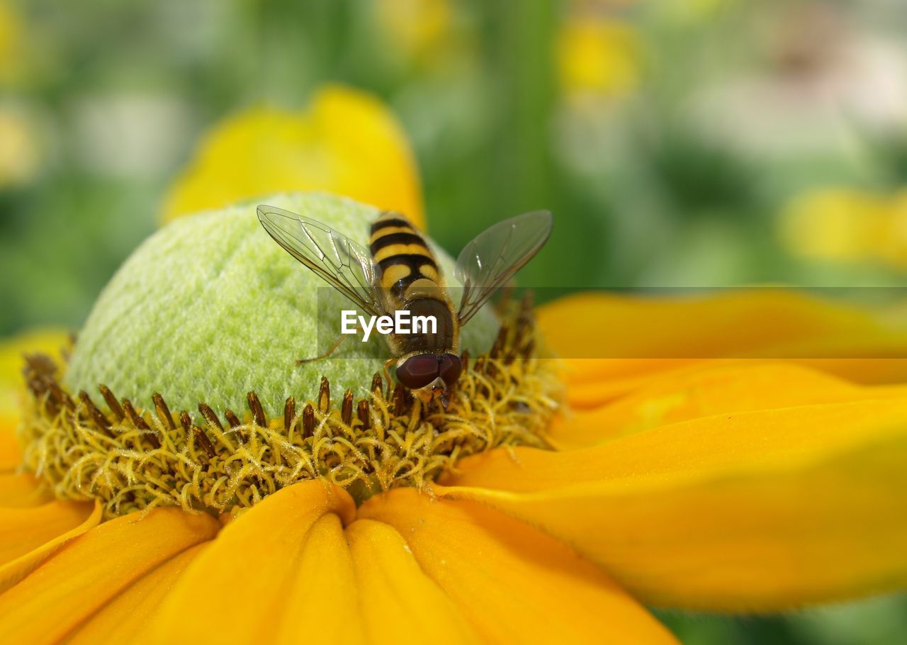 Close-up of honey bee pollinating on yellow flower