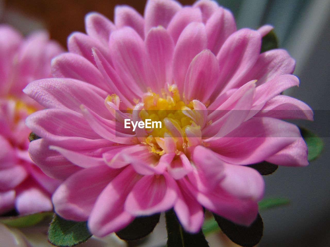 CLOSE-UP OF PINK FLOWER OUTDOORS