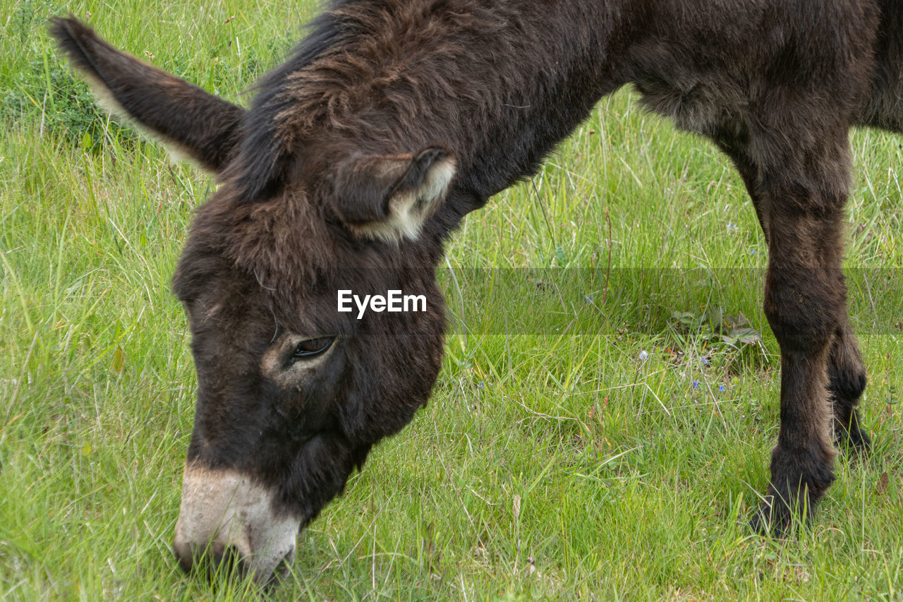 CLOSE-UP OF A HORSE