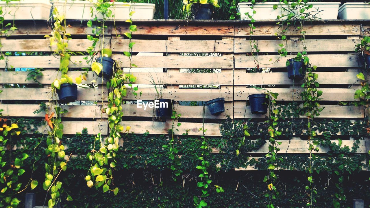 Potted plants hanging on wooden fence