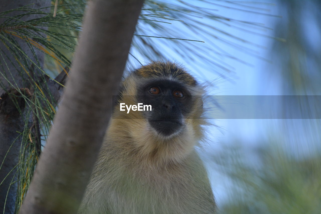 PORTRAIT OF MONKEY AGAINST TREES