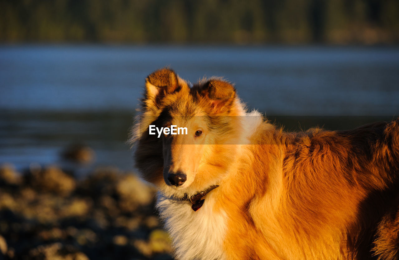 Side view of rough collie