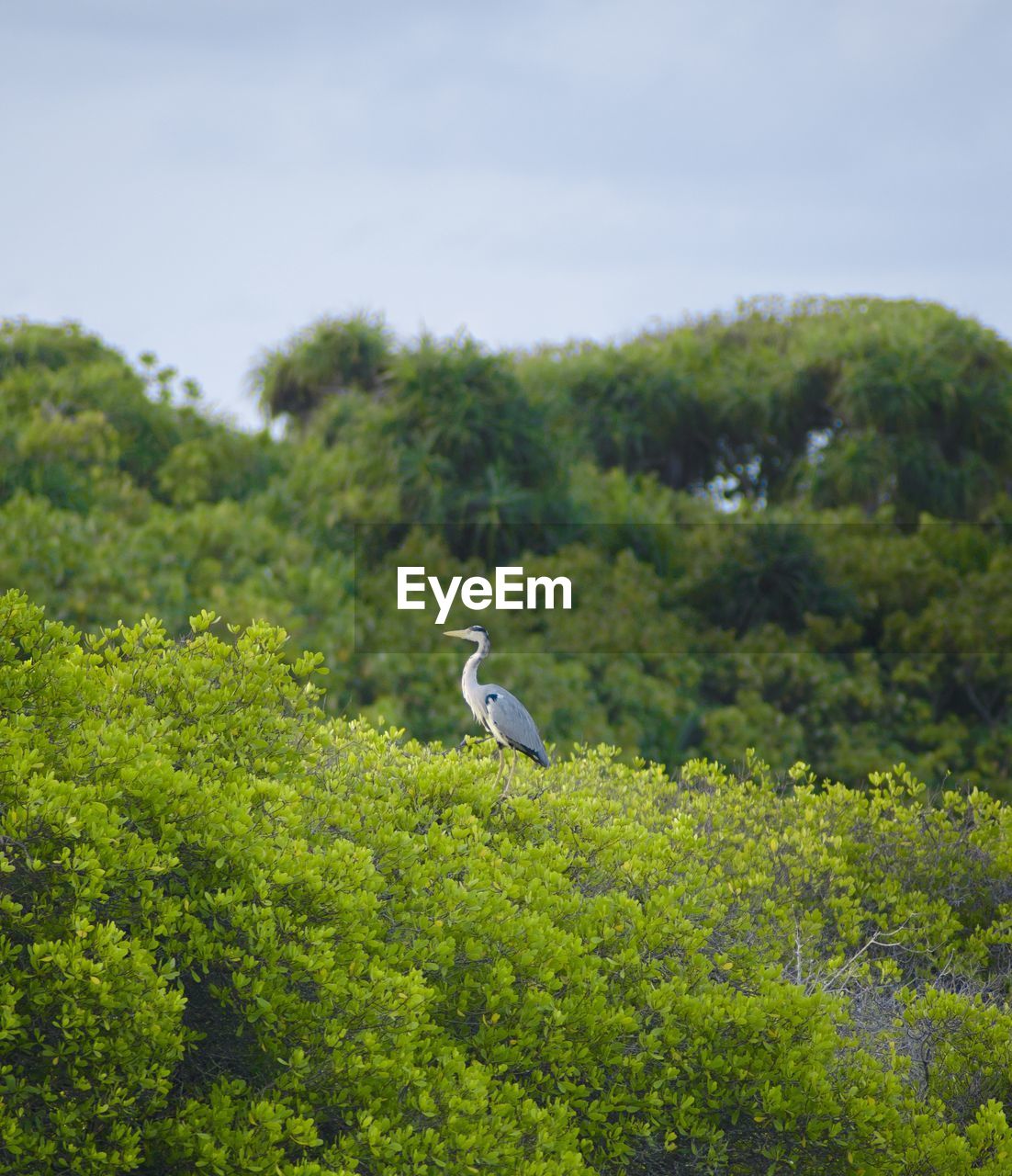 Bird perching on a tree