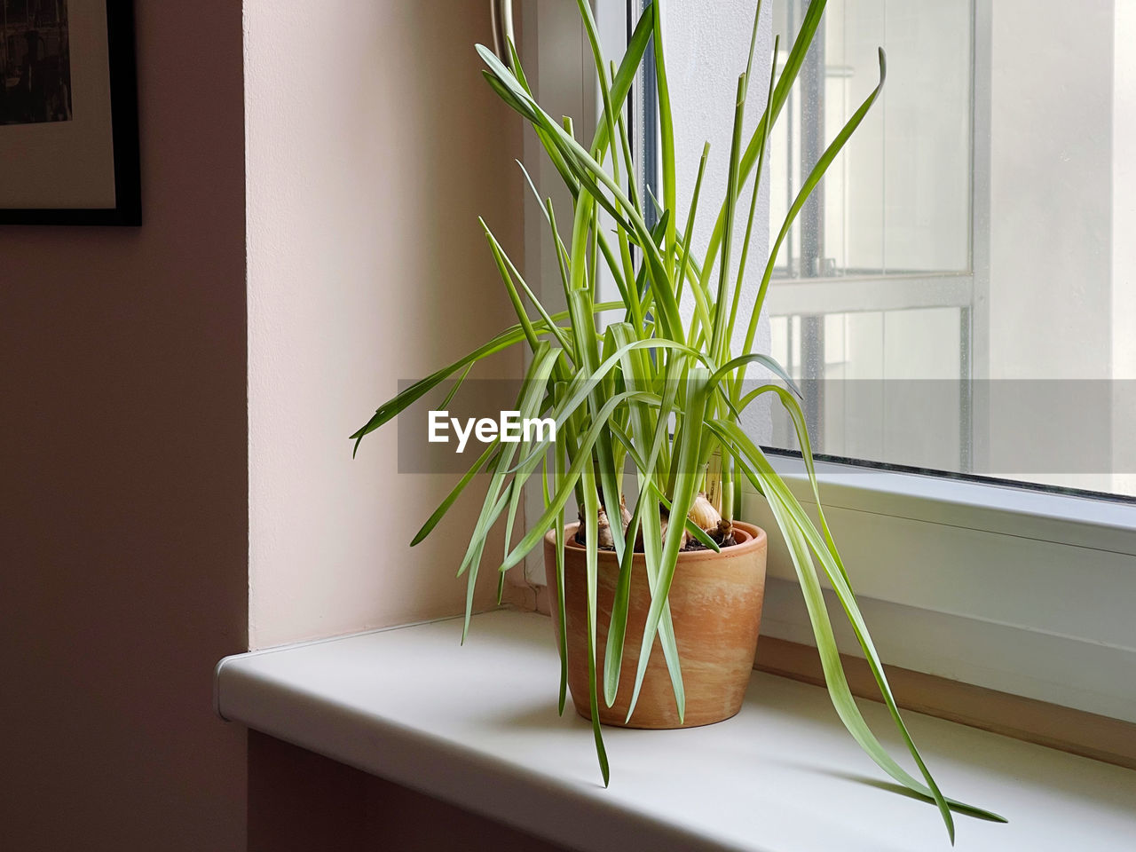 CLOSE-UP OF POTTED PLANT AT HOME