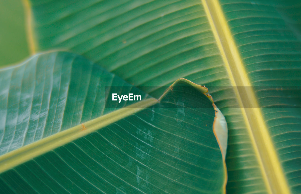 Close-up of leaf on plant leaves