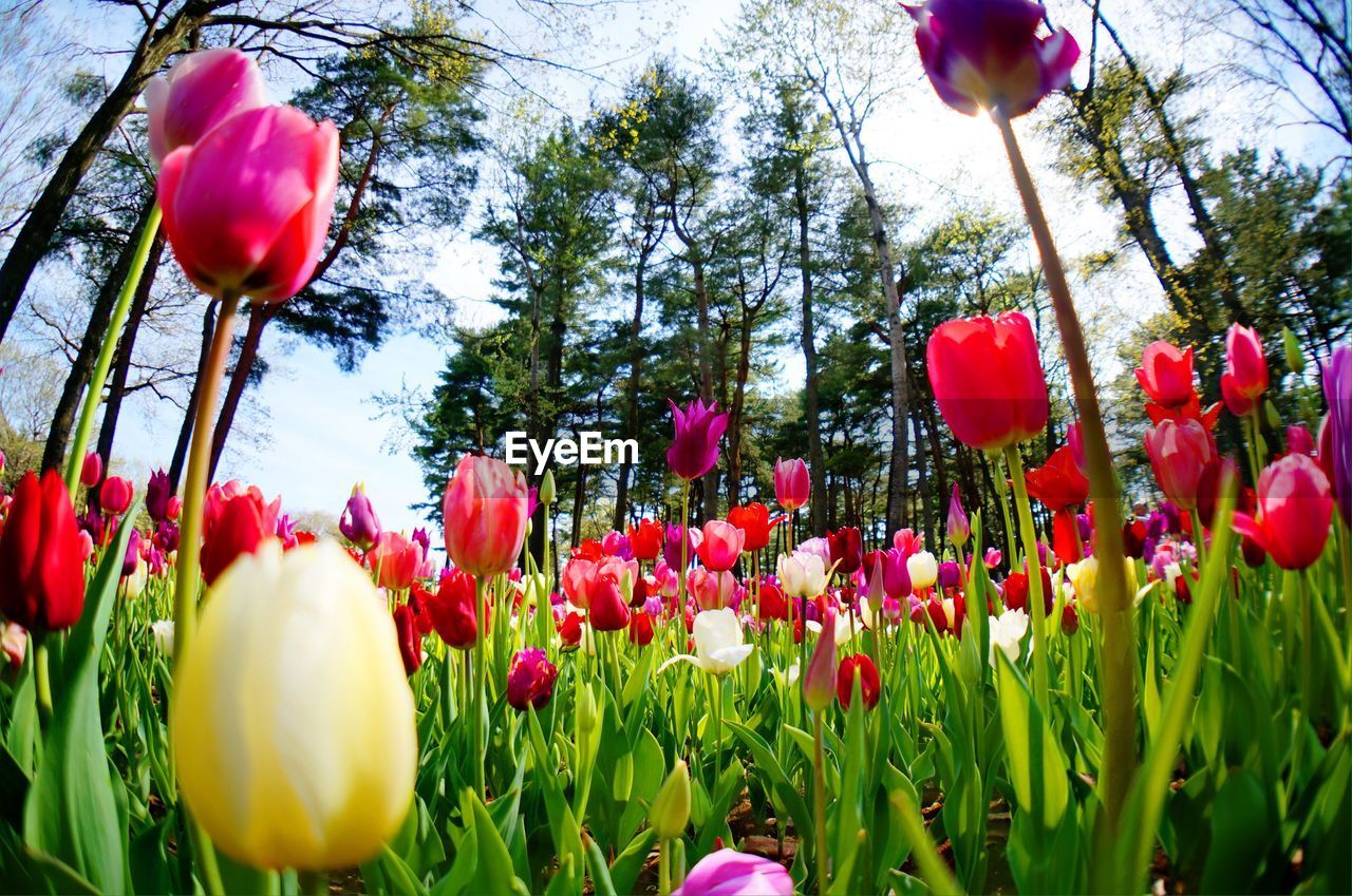 RED TULIPS BLOOMING ON FIELD