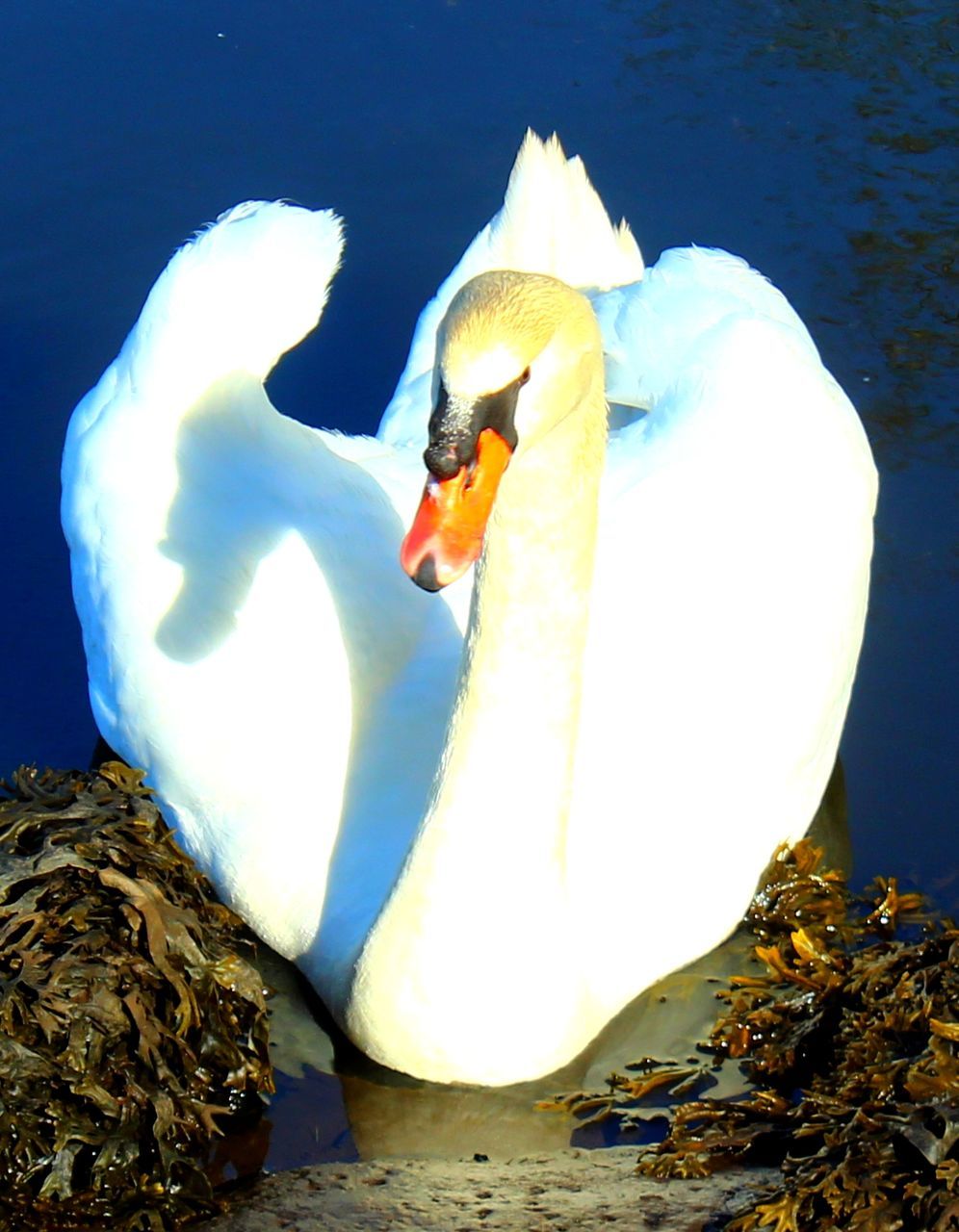 CLOSE-UP OF SWANS SWIMMING IN LAKE