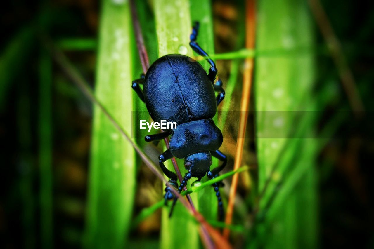 Close-up of beetle on grass