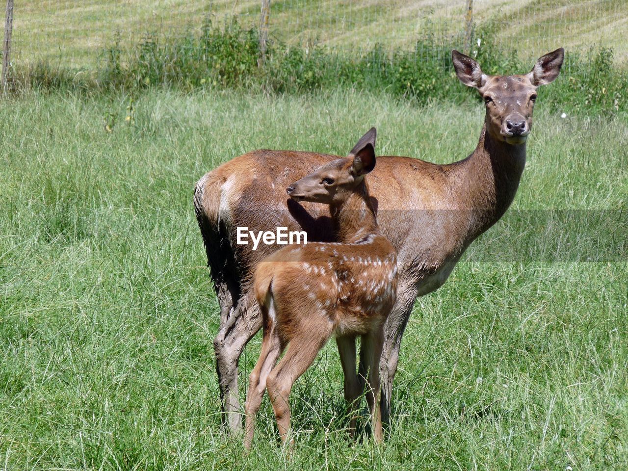 Deer with fawn on grassy field