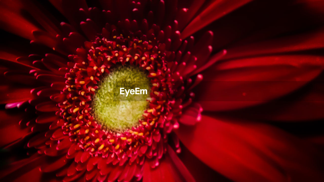 CLOSE-UP OF RED FLOWER BLOOMING