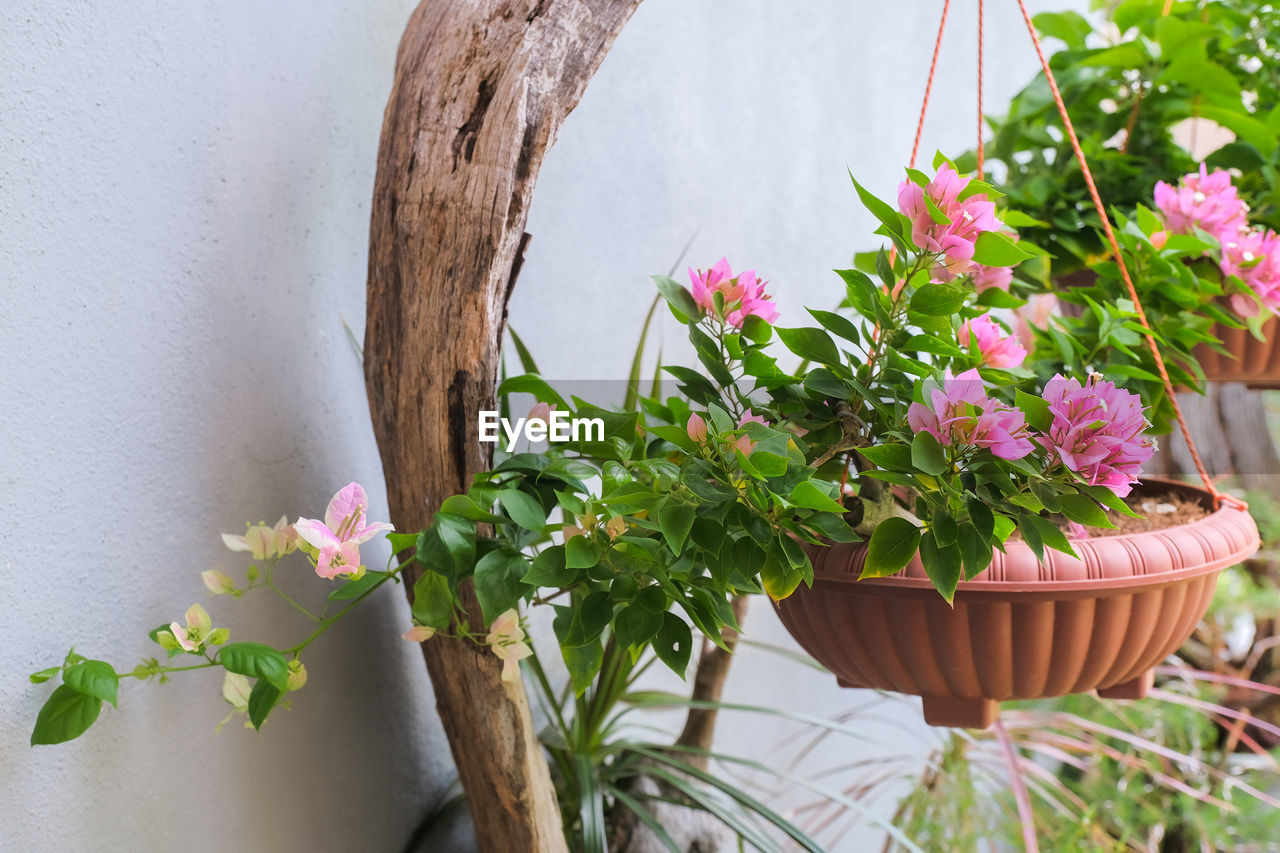 CLOSE-UP OF POTTED PLANT