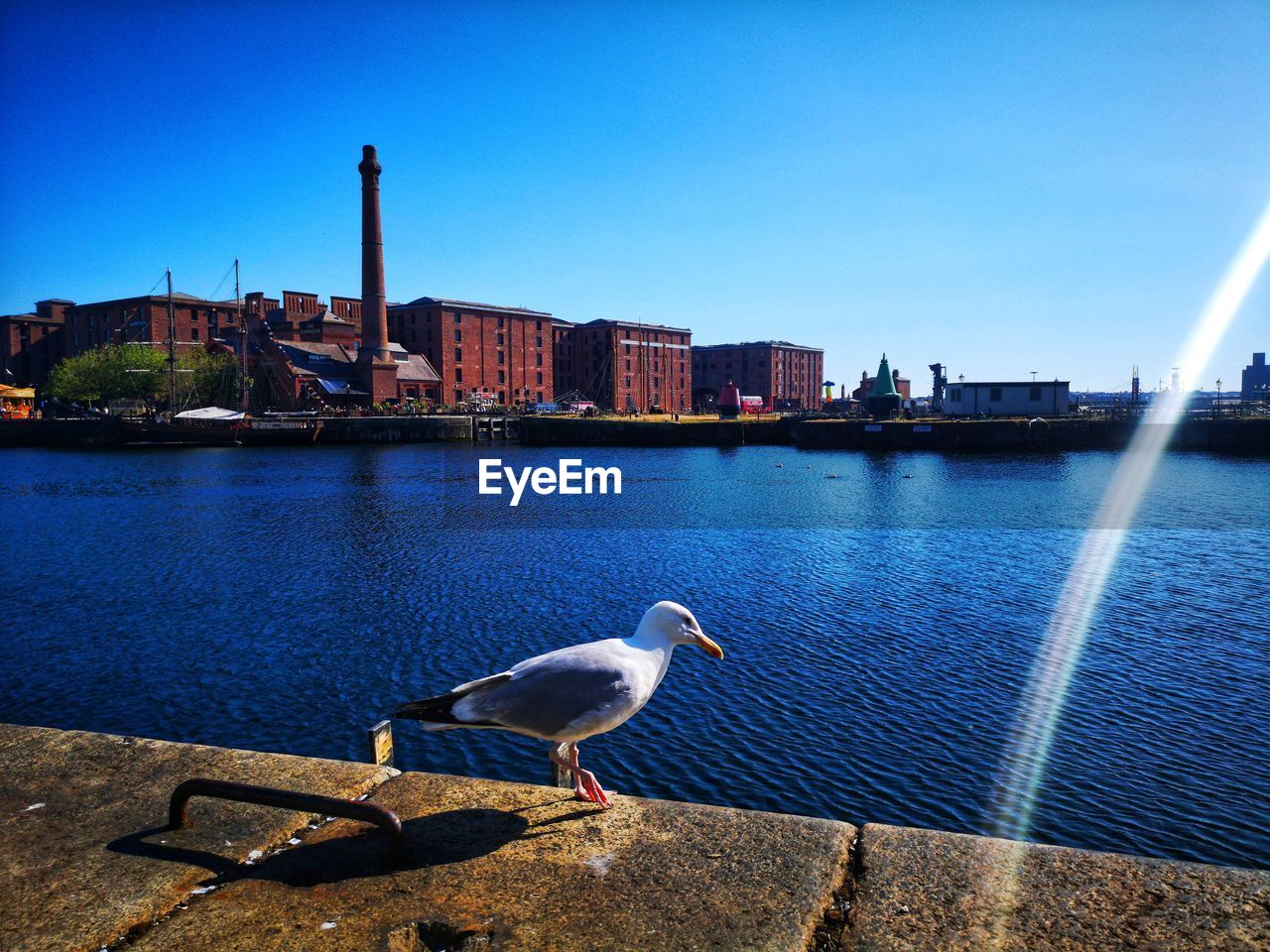 Seagulls by river in city against clear blue sky