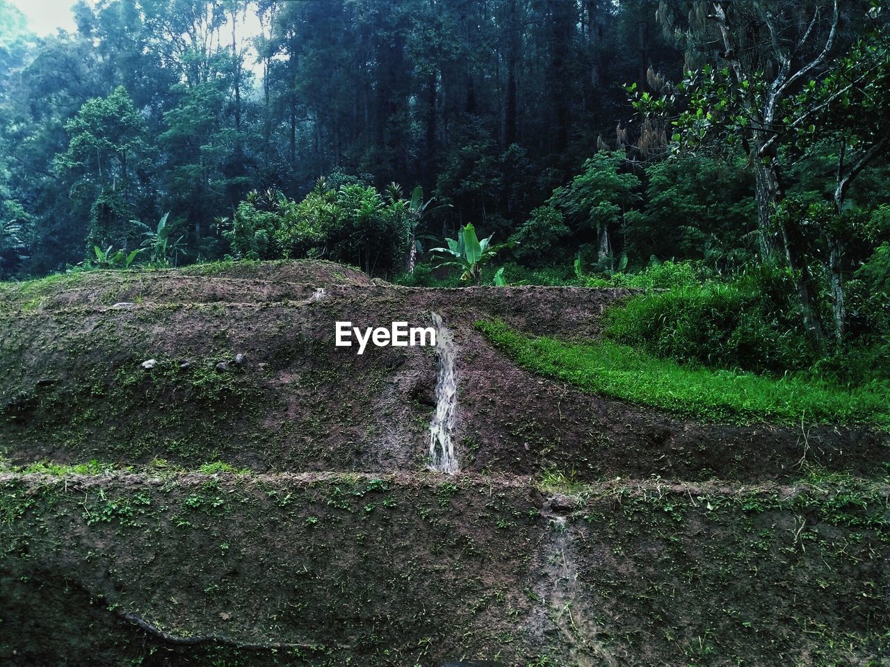 VIEW OF WATERFALL IN FOREST