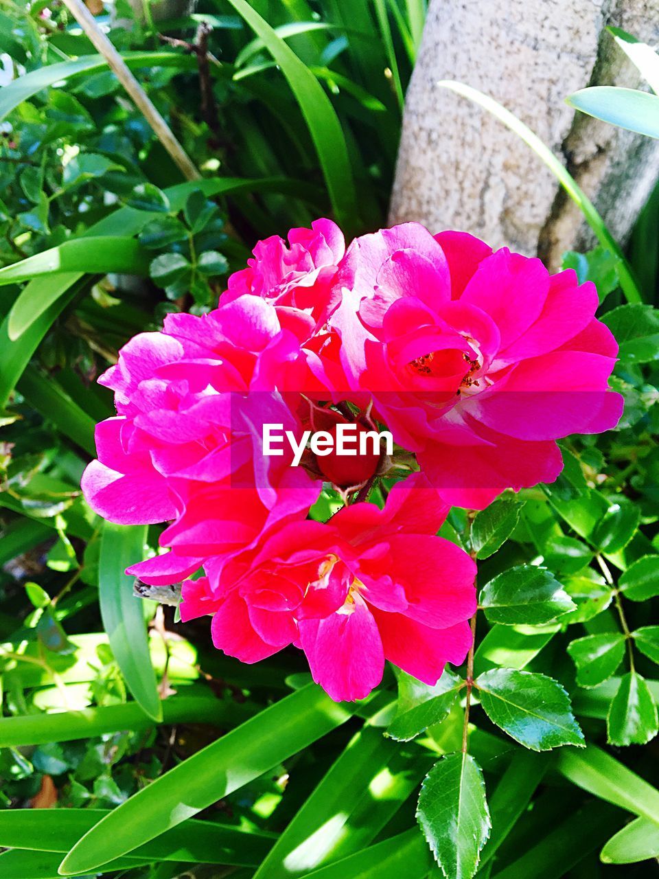 CLOSE-UP OF PINK FLOWERS BLOOMING