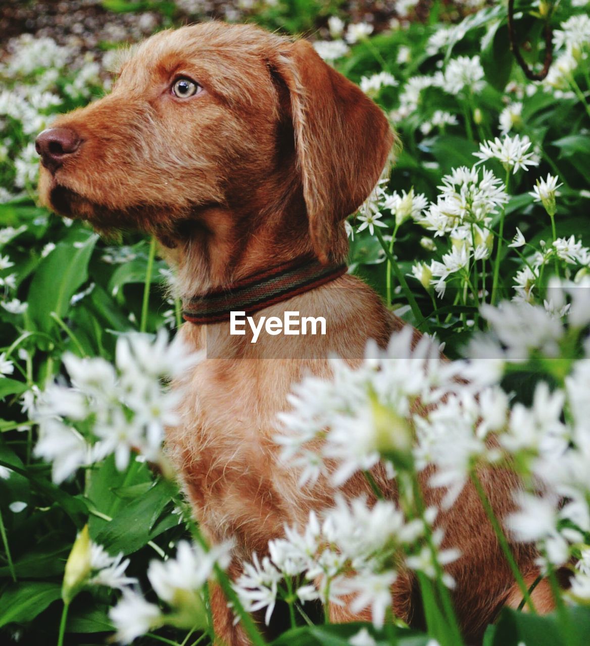 Close-up of dog sitting in flowers