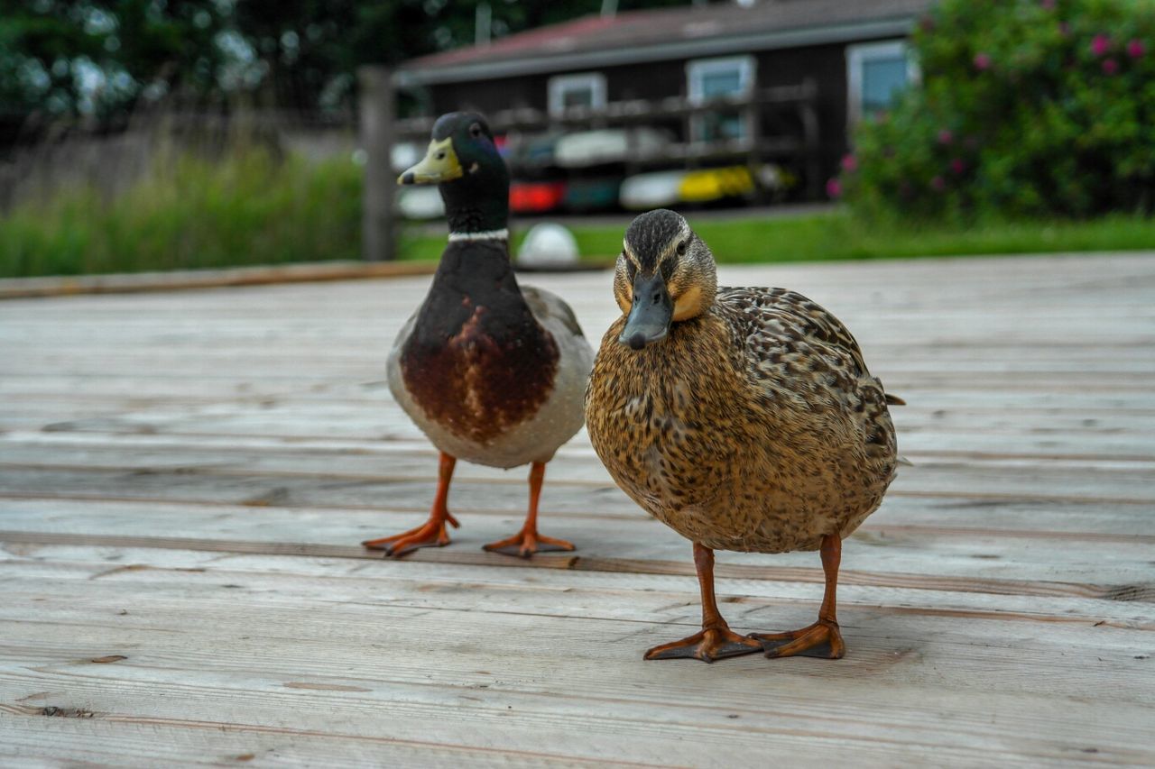 Ducks standing on a terrace