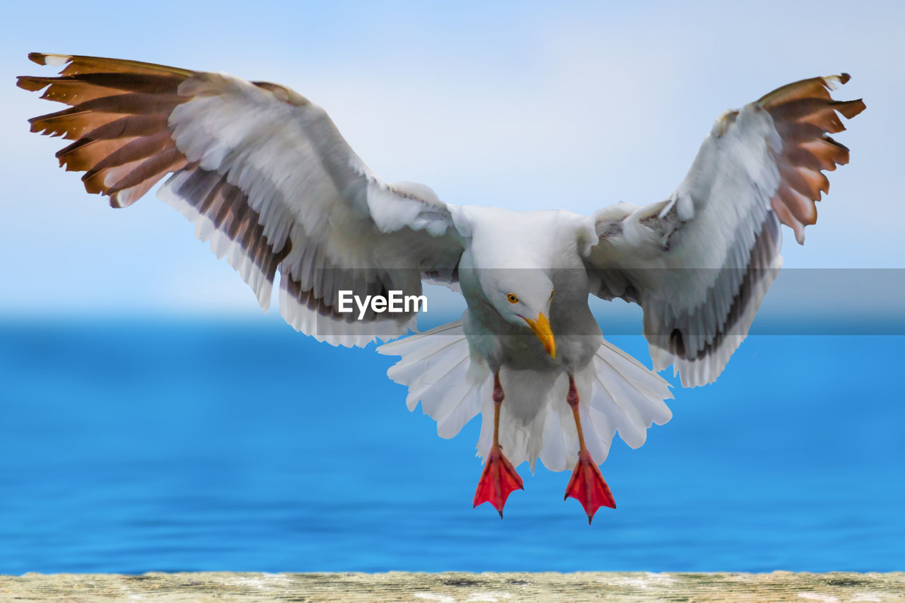 bird, animal, flying, animal themes, spread wings, animal wildlife, wildlife, water, animal body part, animal wing, wing, sea, nature, beak, sky, one animal, motion, mid-air, beauty in nature, outdoors, no people, day, landing, seabird, full length