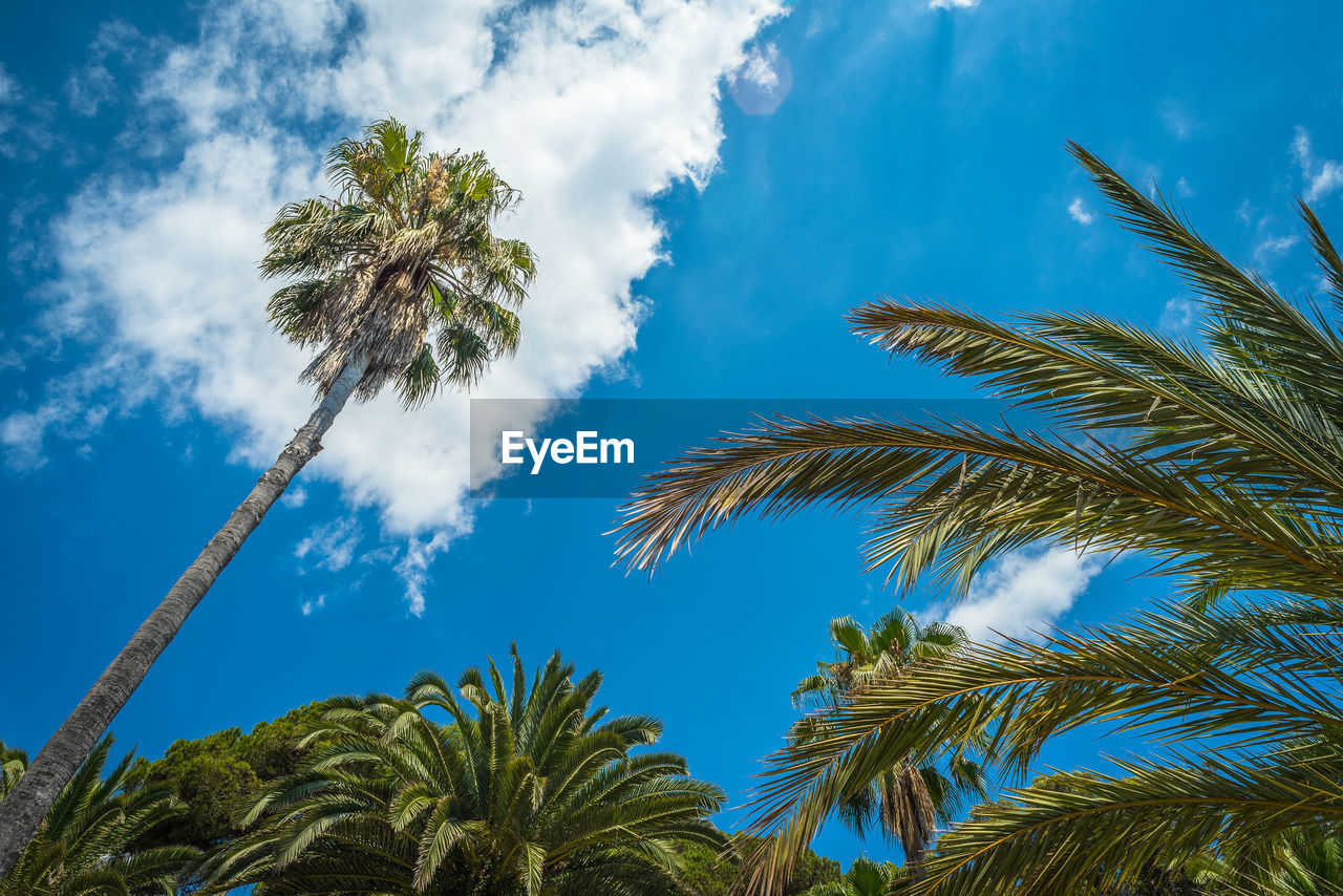 Low angle view of trees against the sky