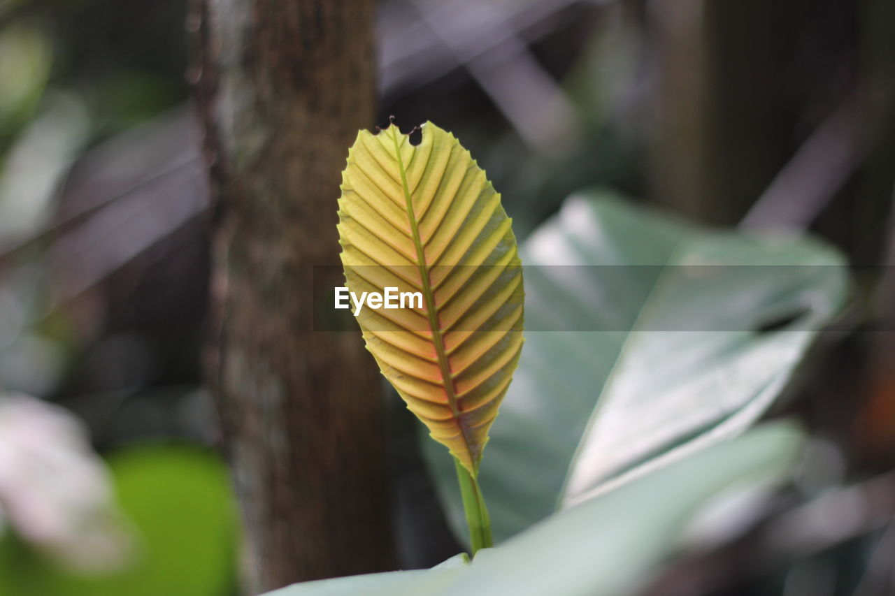 Close-up of yellow leaf