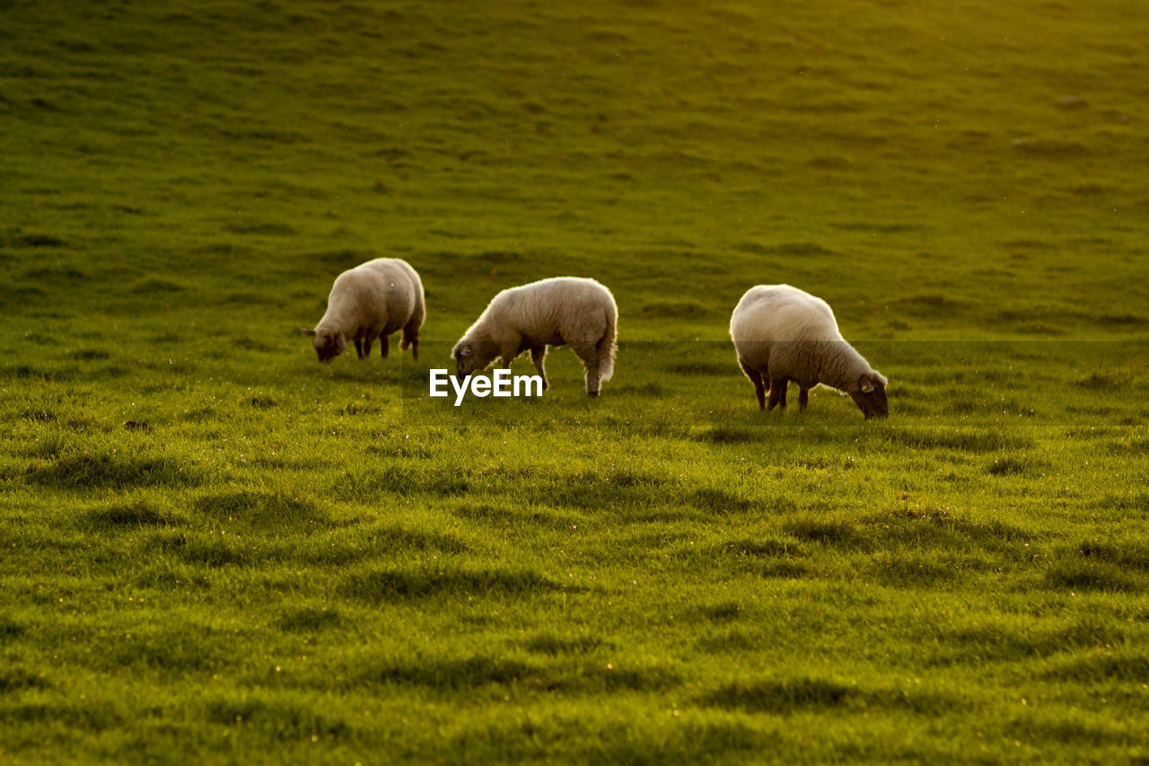 SHEEP GRAZING ON GRASSY FIELD