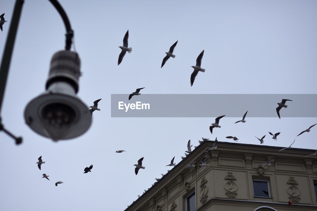 Low angle view of birds flying by buildings against clear sky